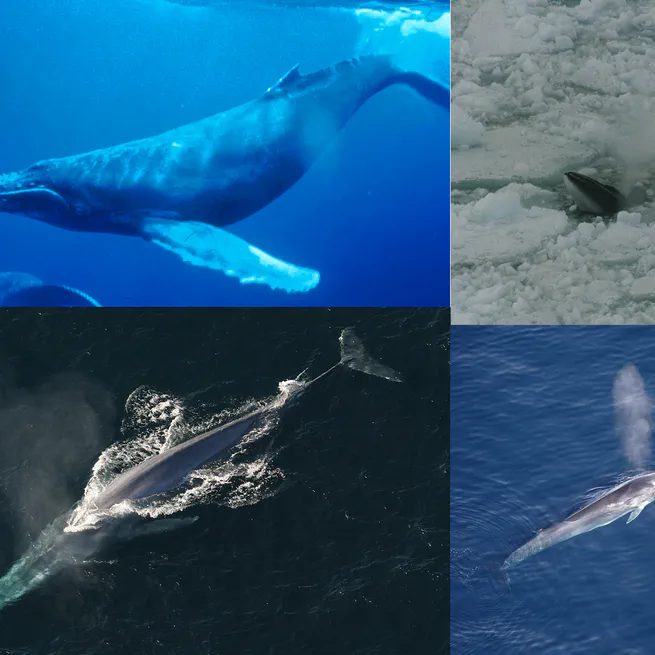 MoHaBa project: Modeling habitat Preferences baleen whales in the Southern Ocean