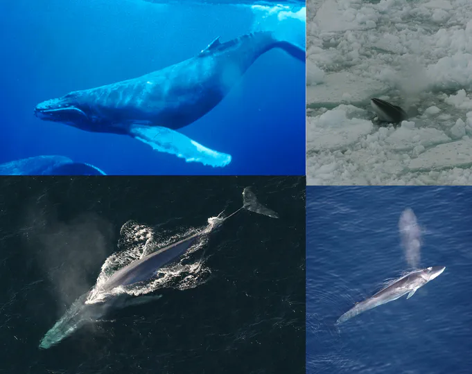 MoHaBa project: Modeling habitat Preferences baleen whales in the Southern Ocean