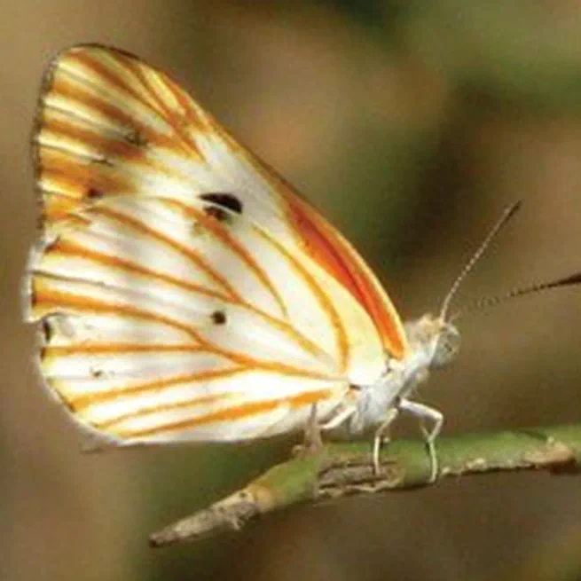 The Desert Beauty Calopieris eulimene: a butterfly new to Egypt (Insecta: Lepidoptera)