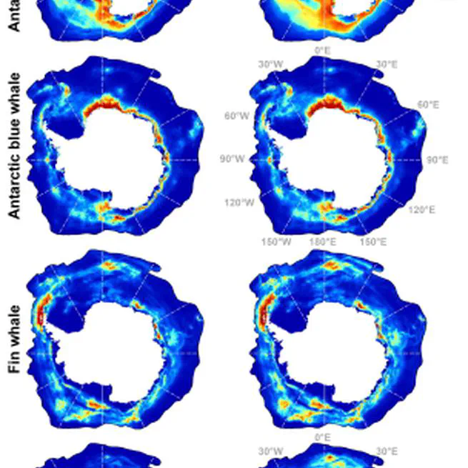 Static species distribution models in the marine realm: the case of baleen whales in the Southern Ocean