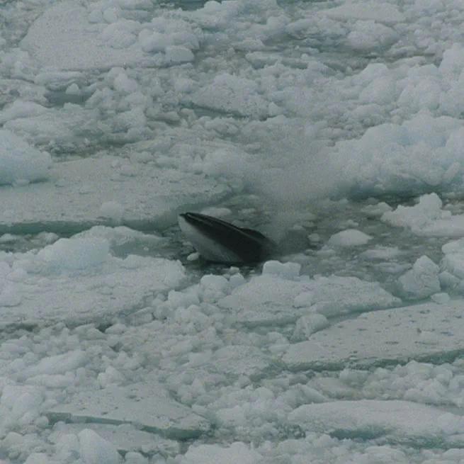 Year-round habitat suitability of Antarctic minke whales (Balaenoptera bonaerensis) in the Southern Ocean