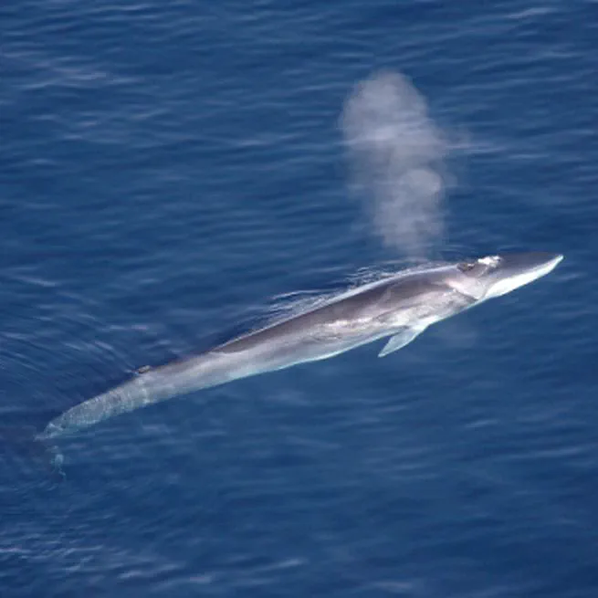 Year-round habitat suitability of fin whales (Balaenoptera physalus) in the Southern Ocean