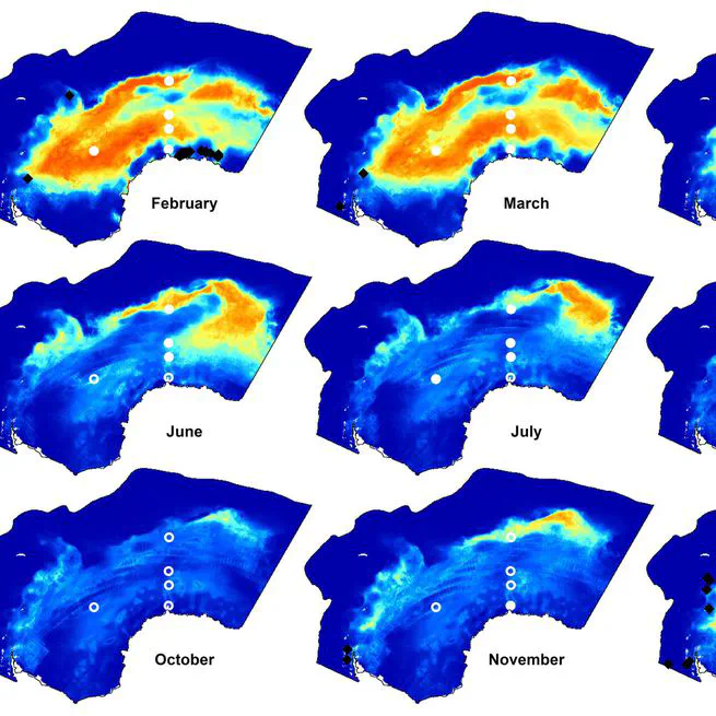 Dynamic species distribution models of Antarctic blue whales in the Weddell Sea using visual sighting and passive acoustic monitoring data